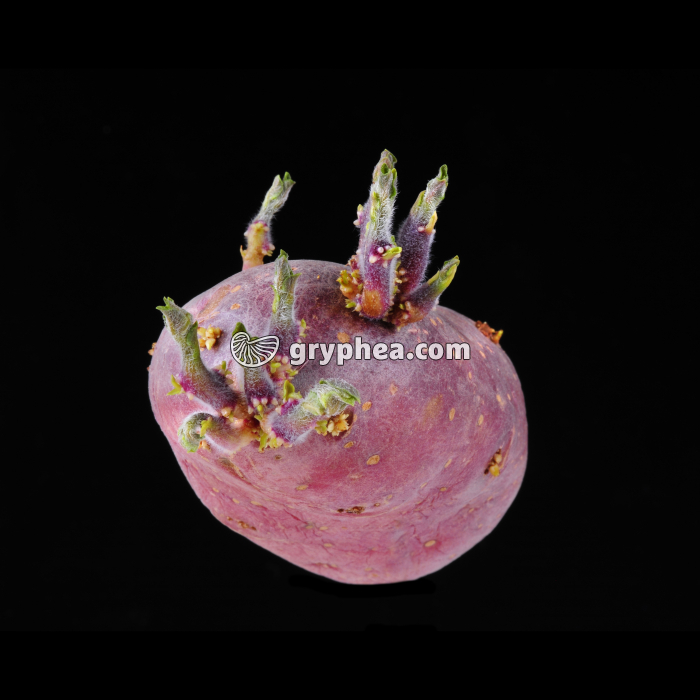 Pomme de terre (Solanum tuberosum) - Germination du tubercule - gryphea.com